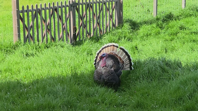 Neerhofdieren bij De Paardestal
